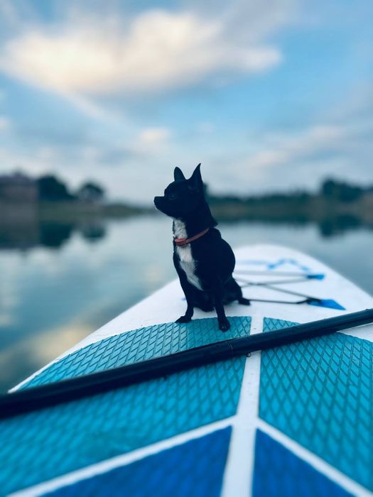 К  продаже готовятся прекрасные чистокровные МИНИ  ЧИХУАХУА