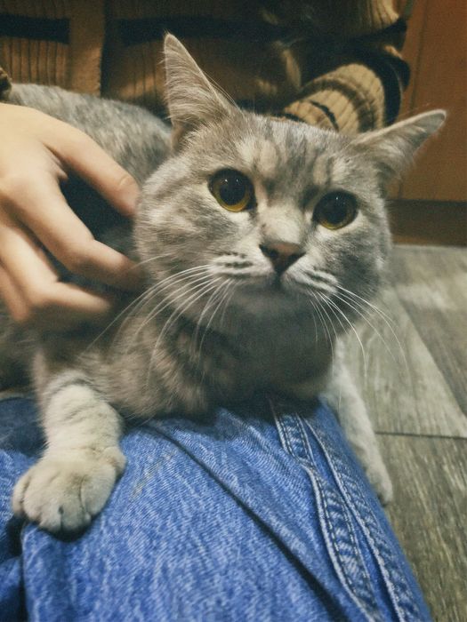 Британская кошка