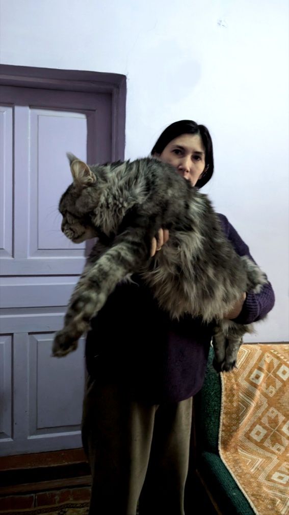 Вязка с клубным котом Мейнкун