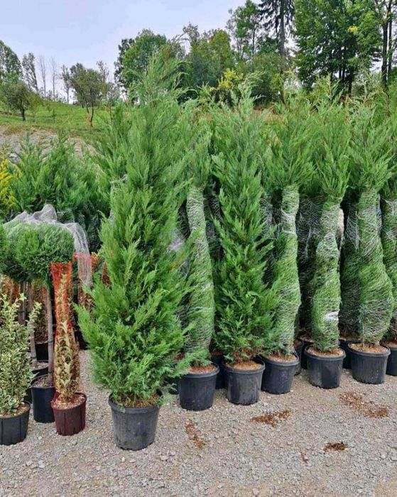 Tuia smarald magnolia grande flora bonsai cedrus