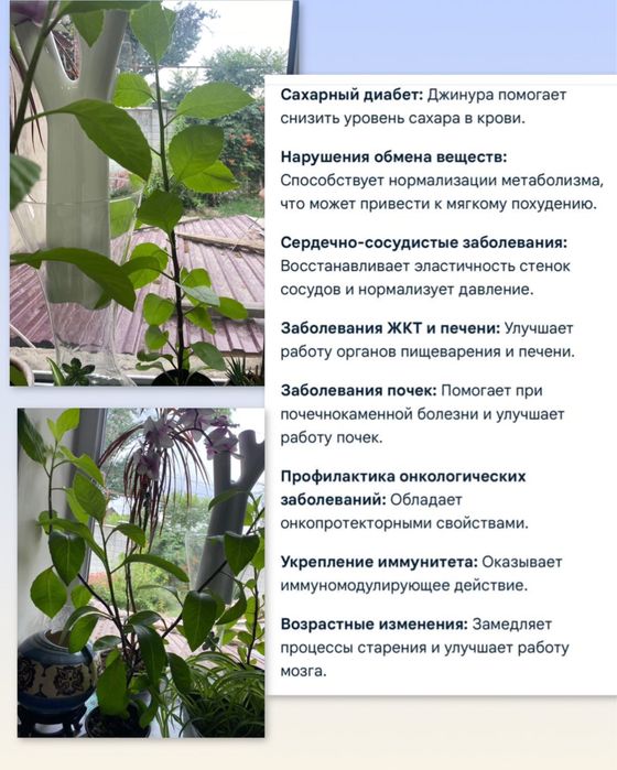 Комнатное растение Джинура