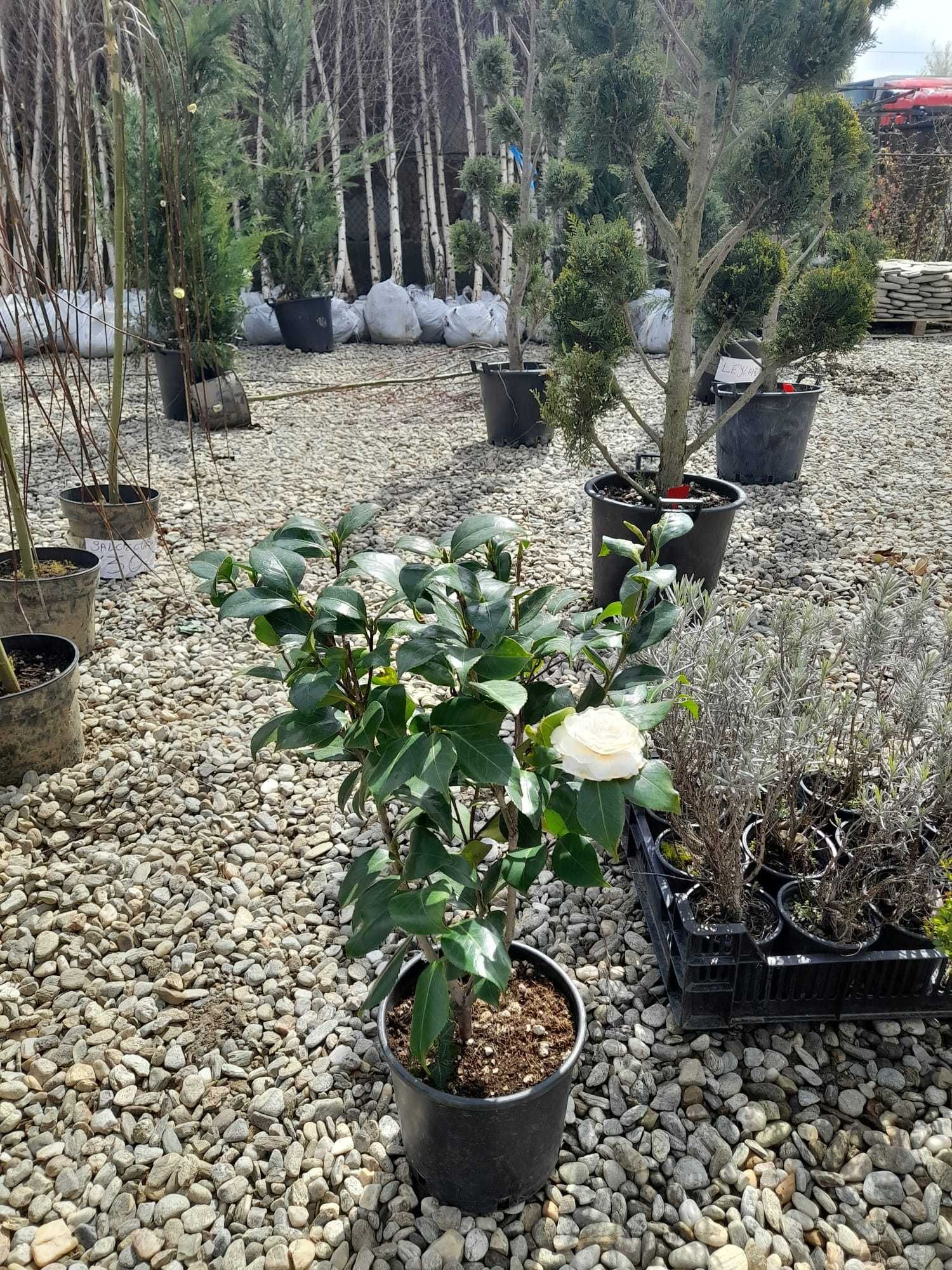 Plante ornamentale