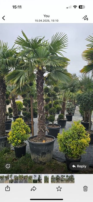 Maslini - Palmieri trachycarpus fortunei