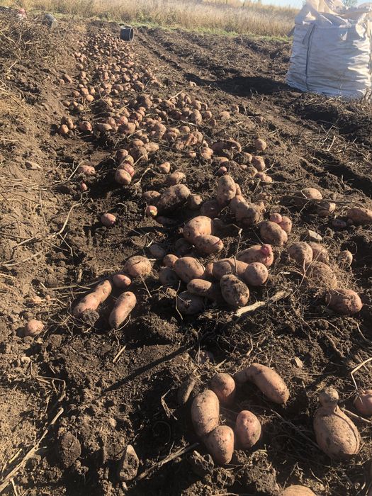 Cartofi rosii  de consum pret negociabil