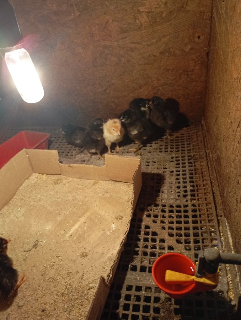 Pui Ameraucana ouă verzi