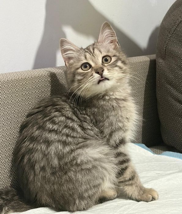 Котёнок со сложной судьбой