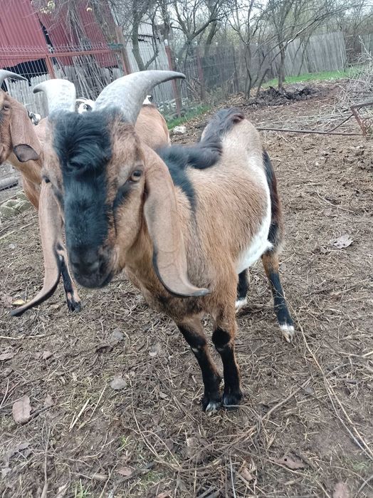 Vând țap Anglo Nubian