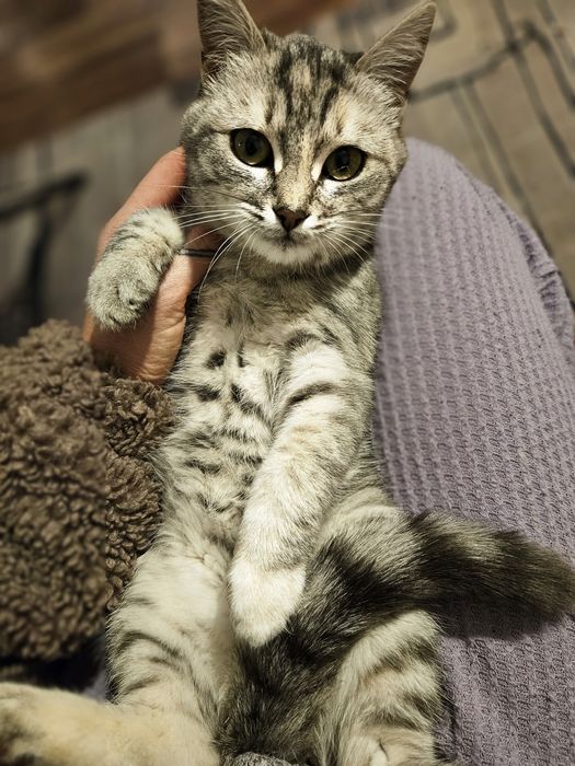 Отдам котёнка девочку в хорошие руки