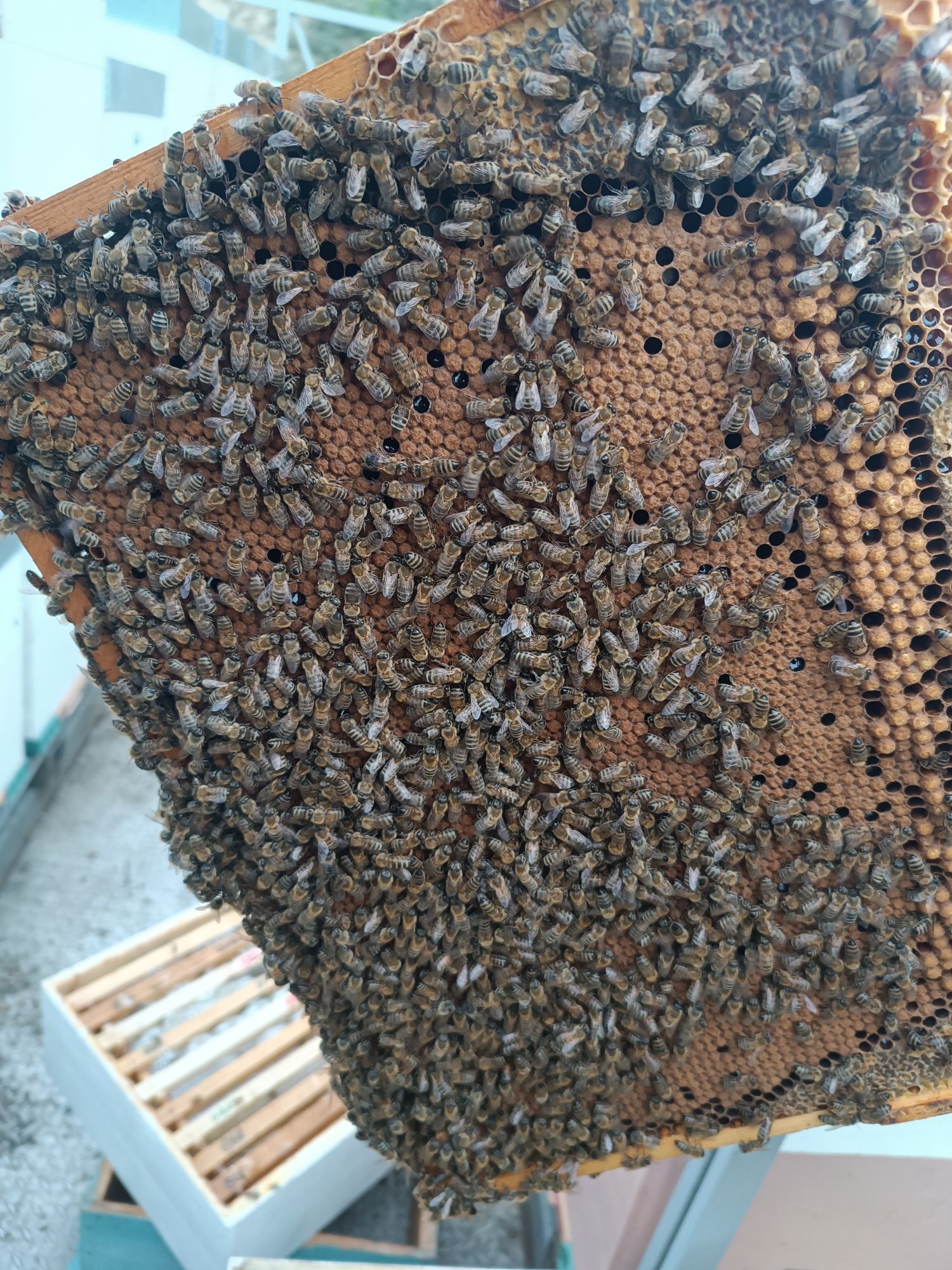 Roiuri și familii de albine