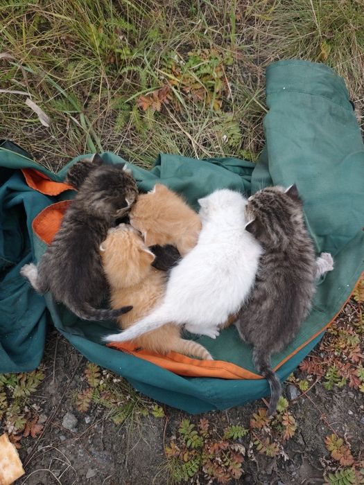 Котята в добрые руки