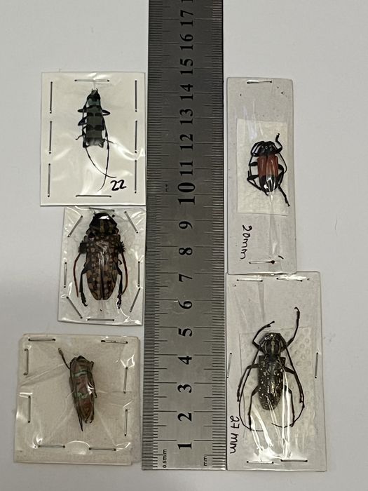 Видове насекоми бръмбари колекция