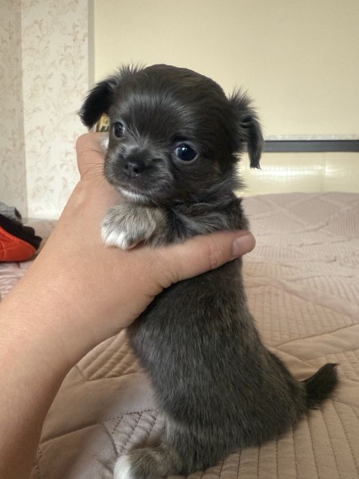 Чихуахуа голубого окраса