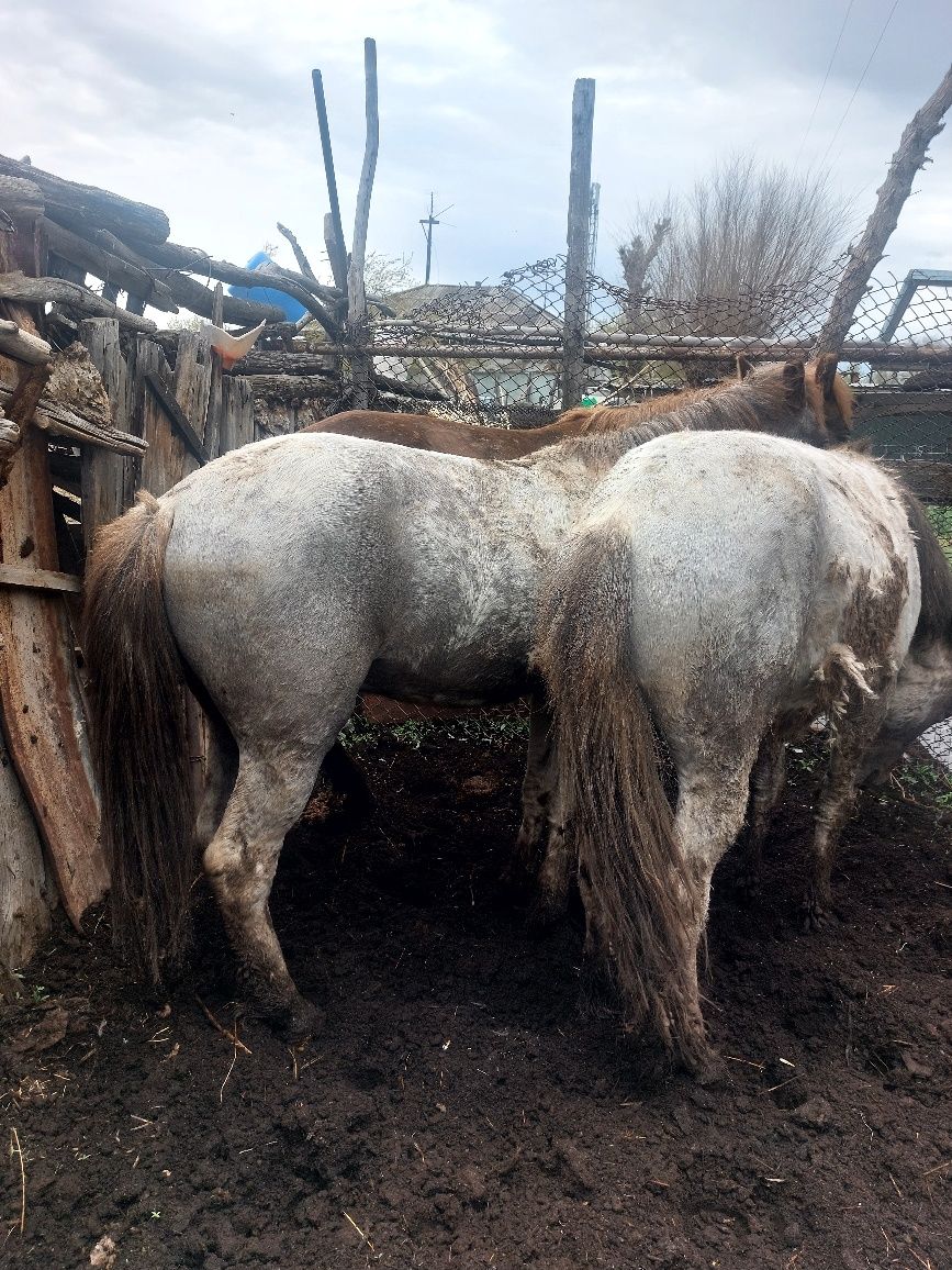 2 жасар (еркек) тайлар сатылады