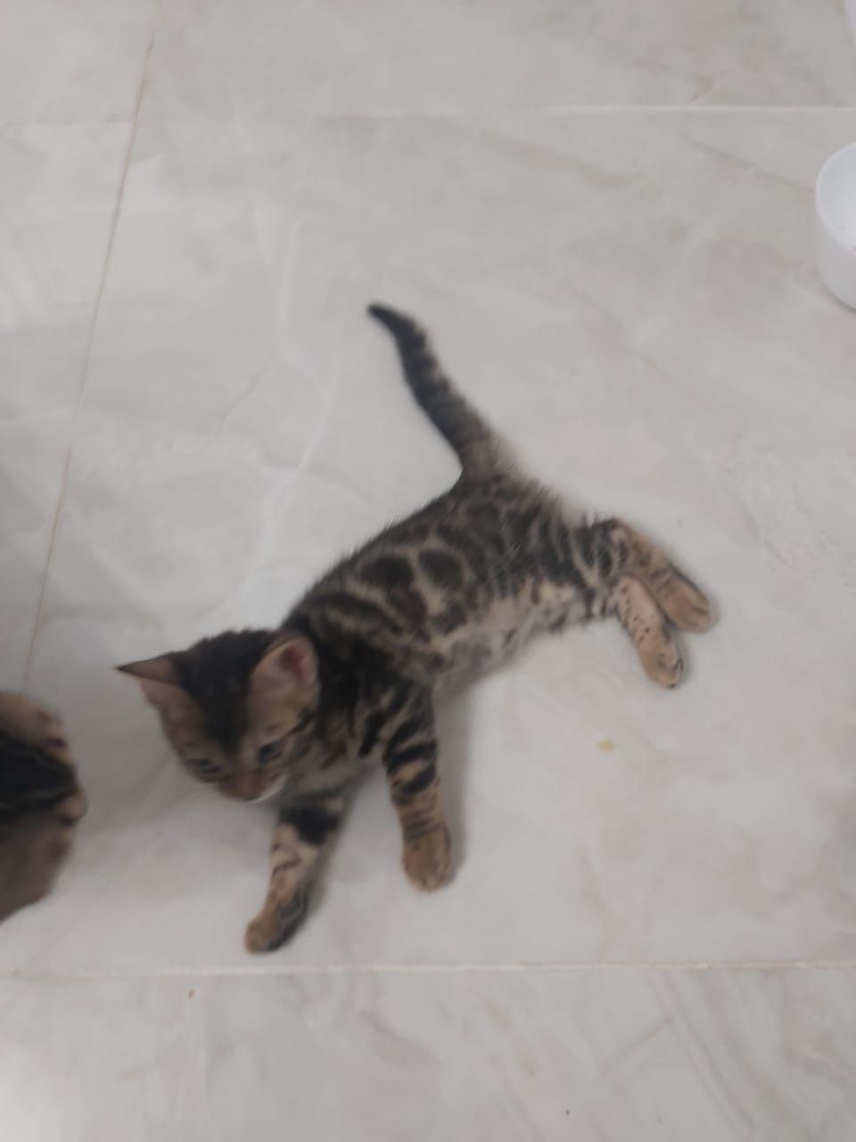 Продаётся котёнок  бенгал
