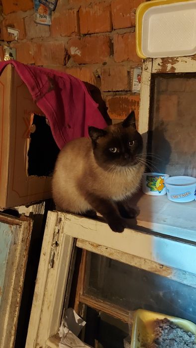 Котик ищет дом и добрые заботливые ручки