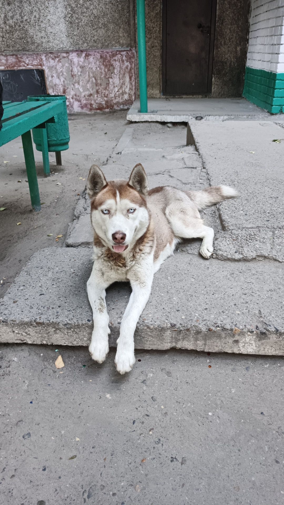 Красотка ищет дом и любящих хозяев.