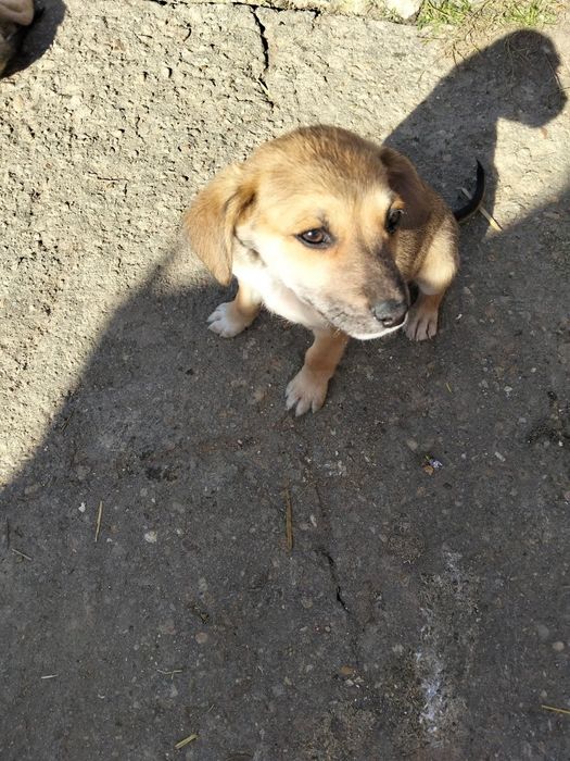 Donez cățeluși  iubitori și foarte jucăuși