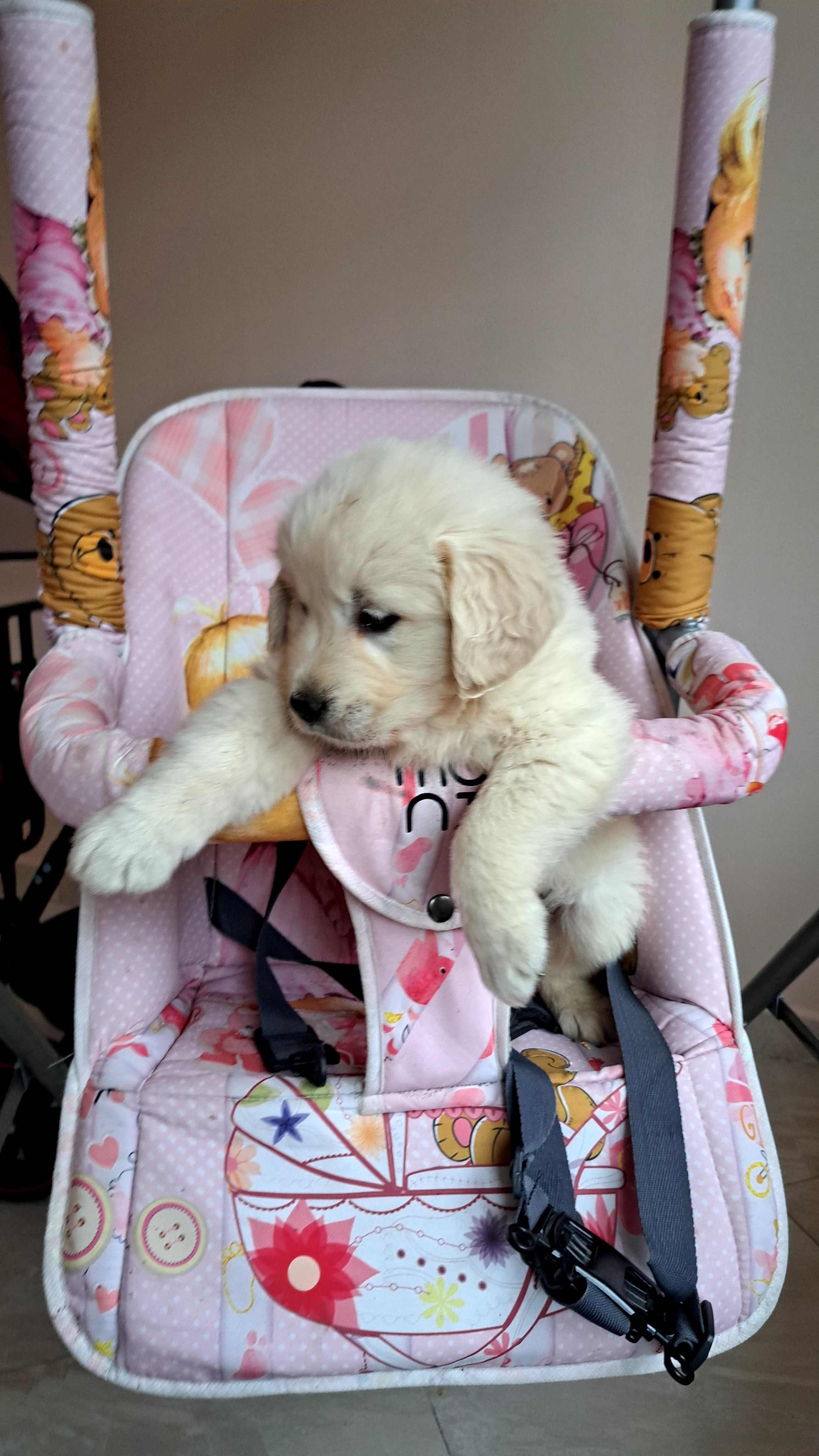 Golden retriever