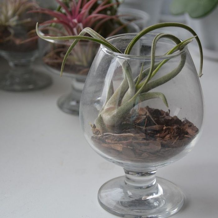 Тилландсия тиллансия голова медузы комнатное растение