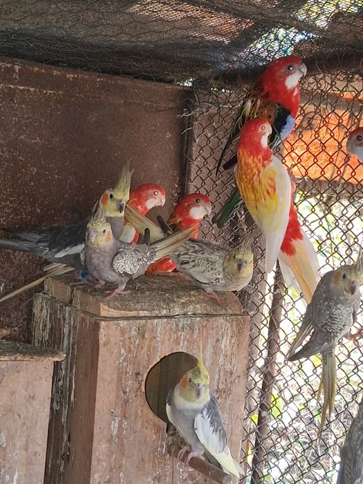 Vând papagali rosella și nimfa