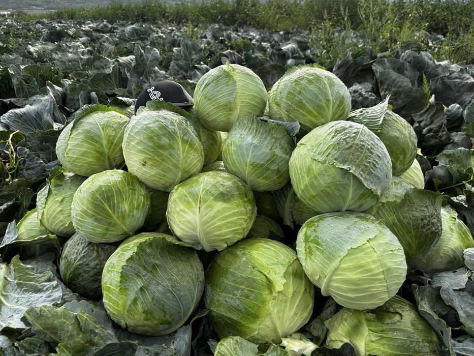 Vând varzā rotundā