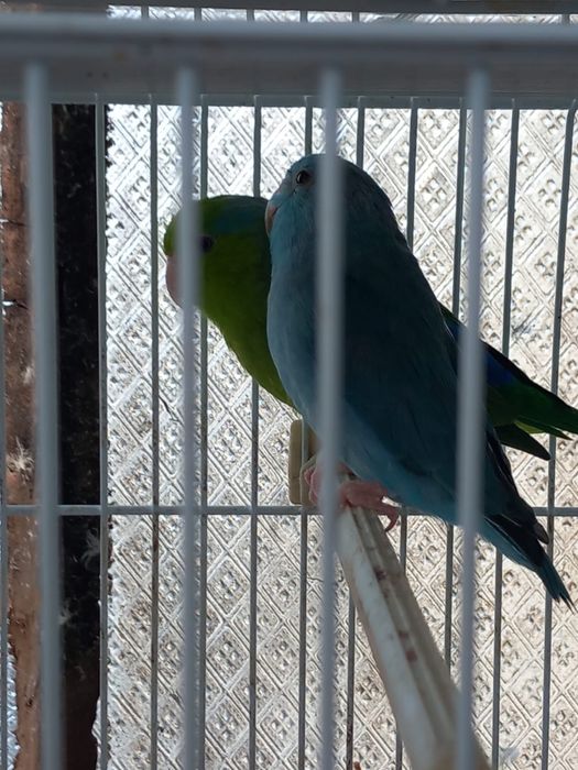 Vand papagali micul alexandru