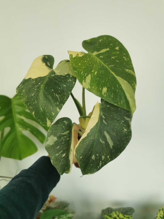 Monstera thai constellation