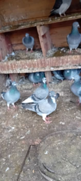 Vând Porumbei voiajori