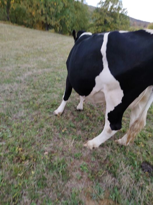Vând vacă tânără foarte cuminte