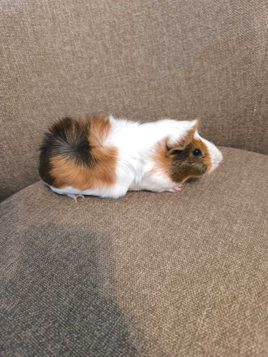 Продам морскую свинку