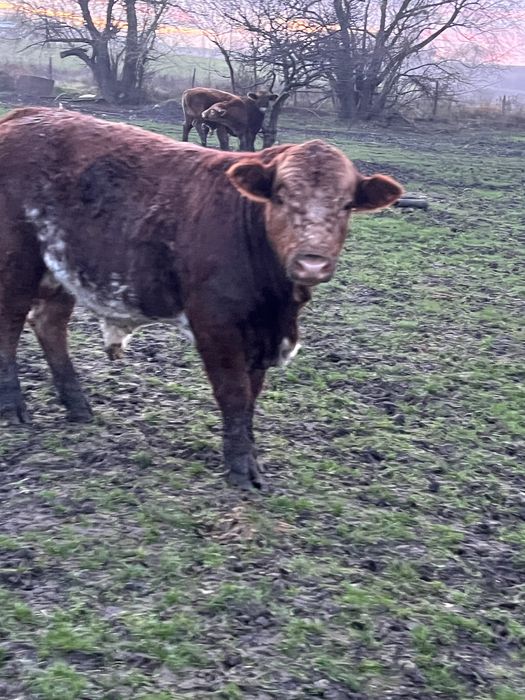 Продавам телета