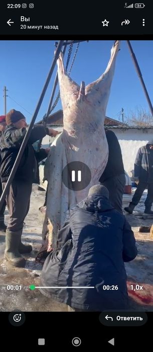 Продам полтарашки на соғым қазысы бармақ вес 180+