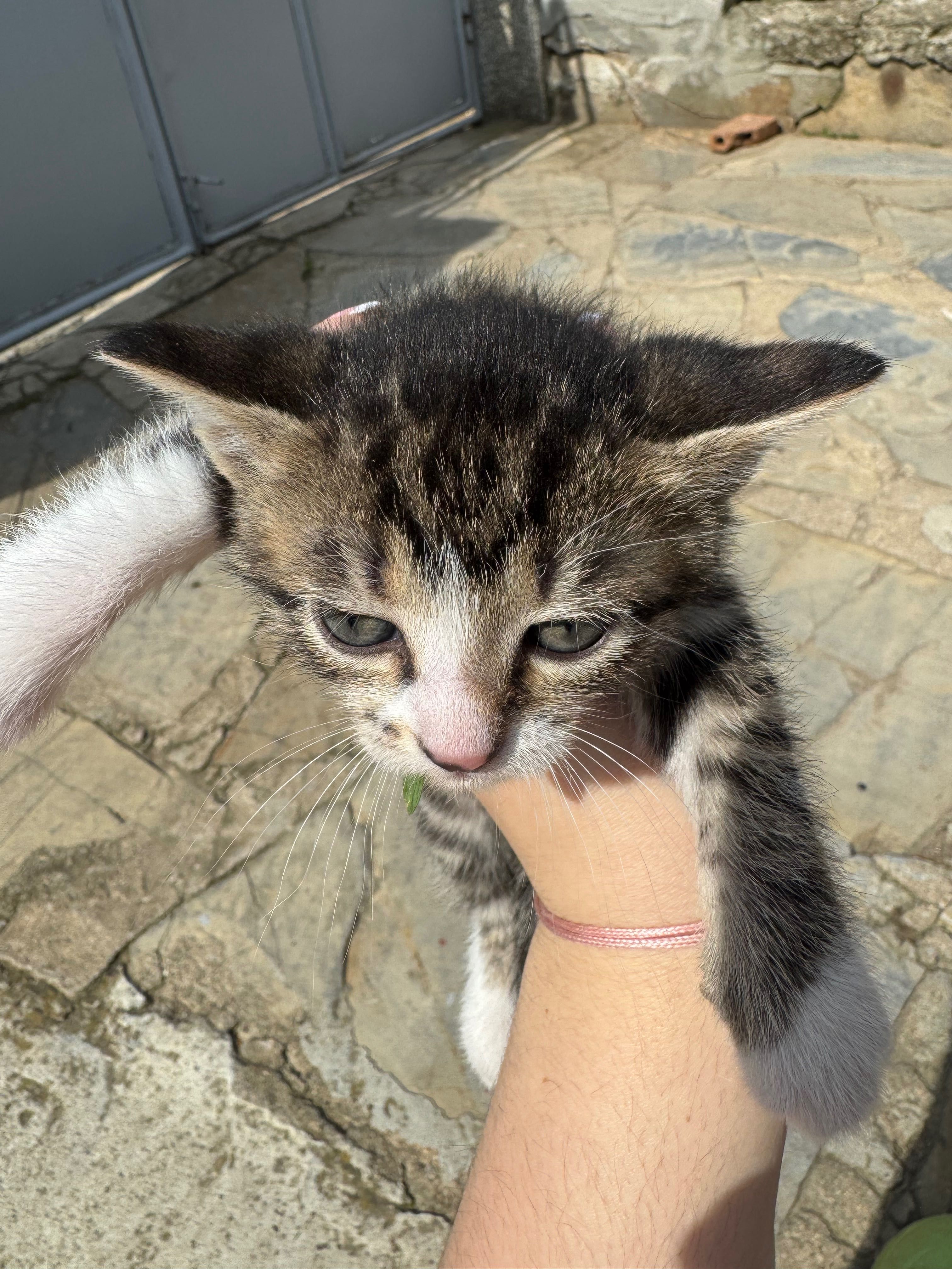 Котенца на два месеца.