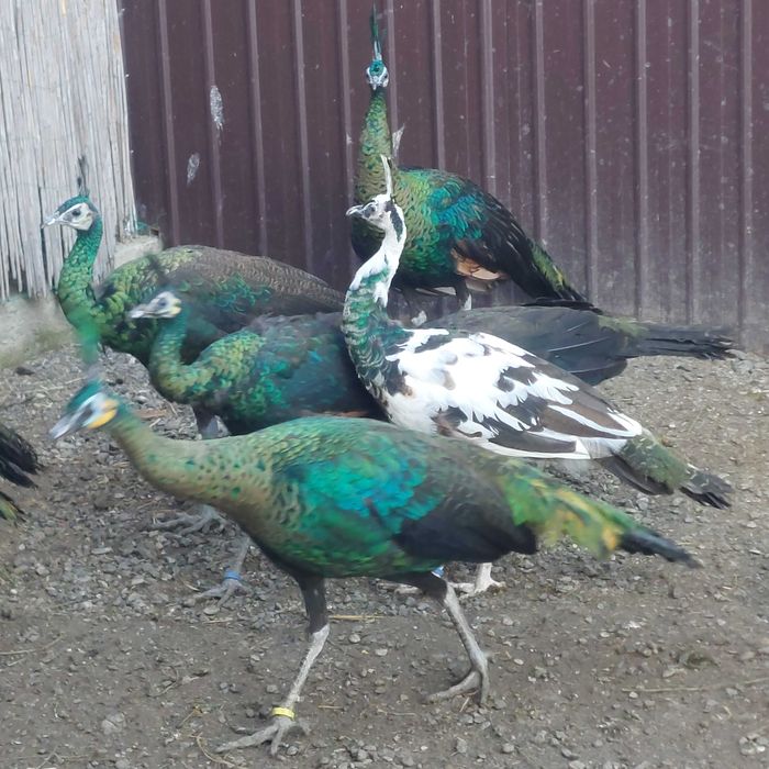 Vând Pauni Maturi si Tineri