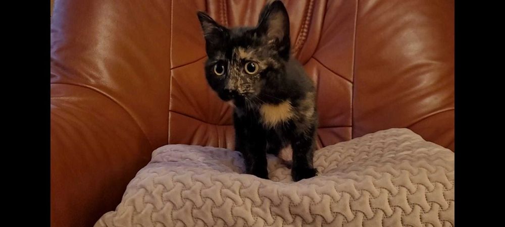 Adoptie pisicuta femela de 2 luni - vaccinata deparazitata