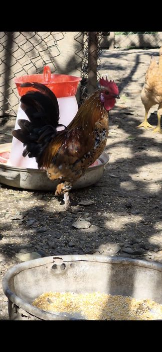 Cocoș american/pitic