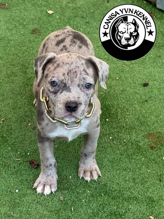 Amstaff blue merle
