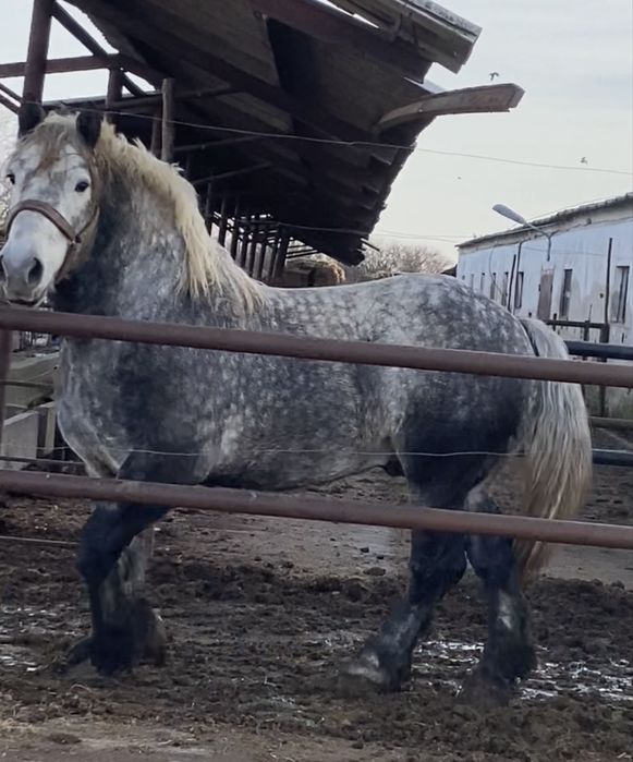 Armasar Percheron pentru monta