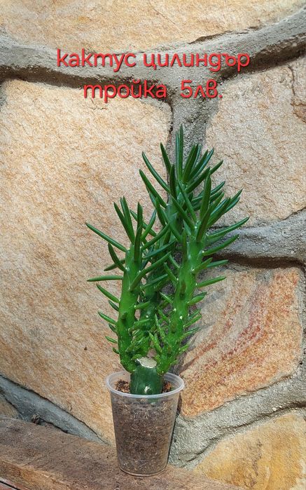 Стайни и градински растения на супер цени.