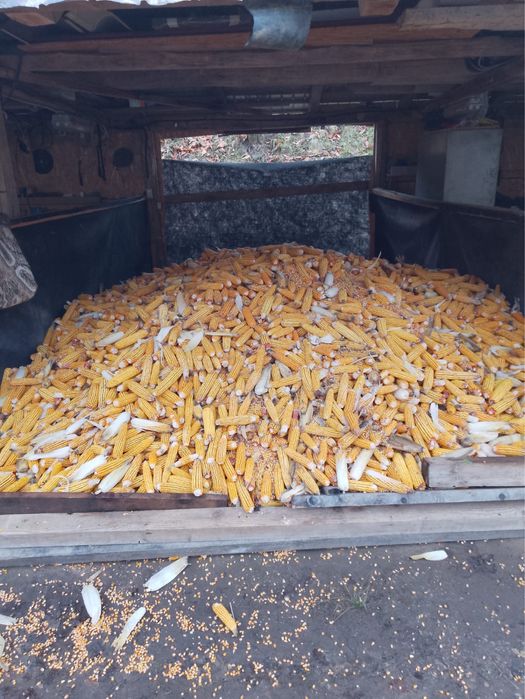 Vand malai stiulete  localitatea coas , detalii mai multe la telefon !