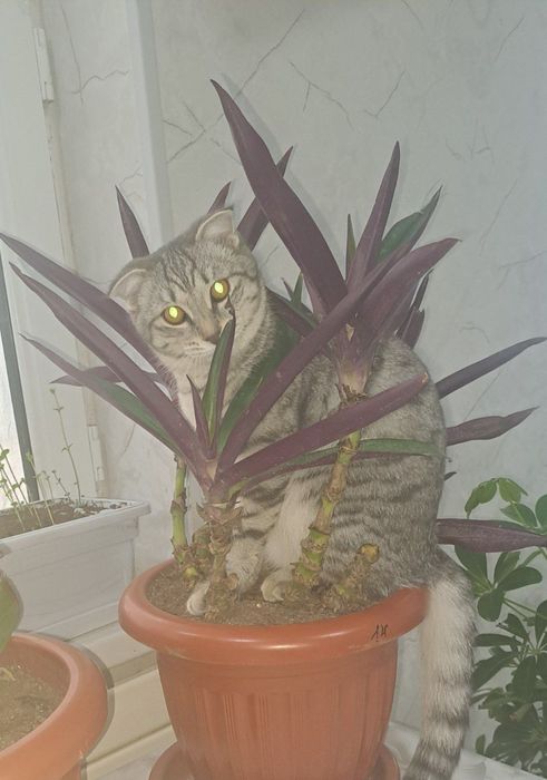 Продаю очаровательную шотландскую кошечку (7 месяцев)
Очень ласк