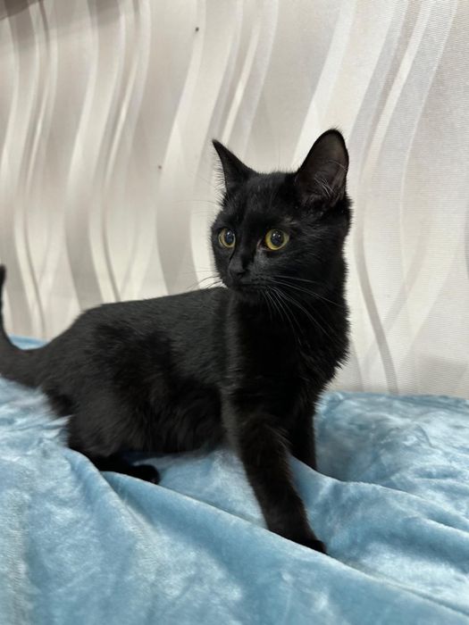 Котенок Машенька ищет семью