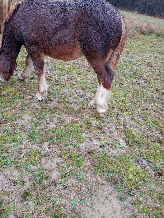 Mânz de vânzare șarg 5 luni