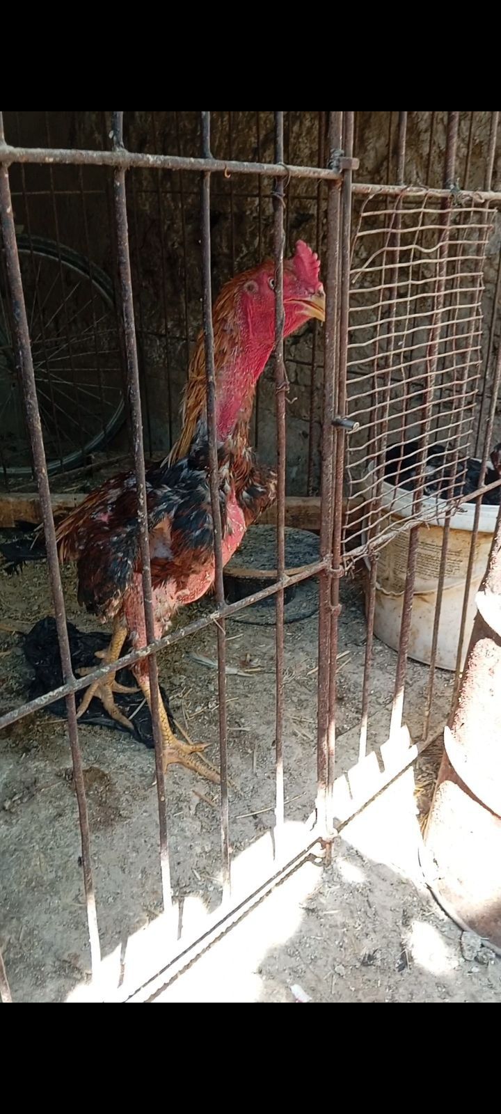 Dakan horoz jojalari sotiladi