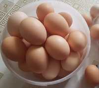 Домашние яйца!!!
