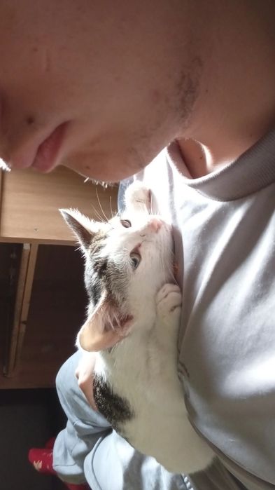 Pisicuta pierduta cauta casa