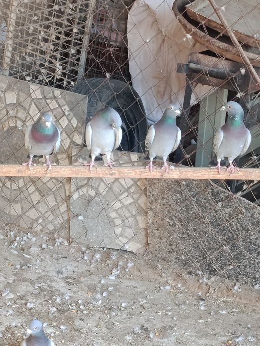 Продам голубей спортивных