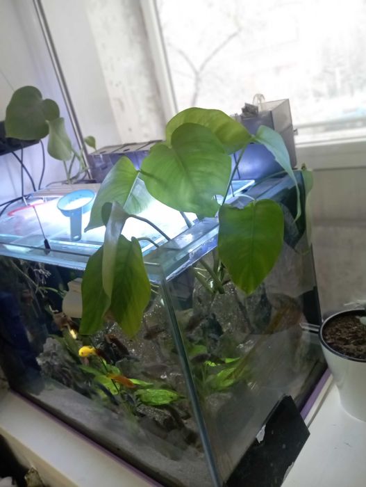 Монстера для аквариума