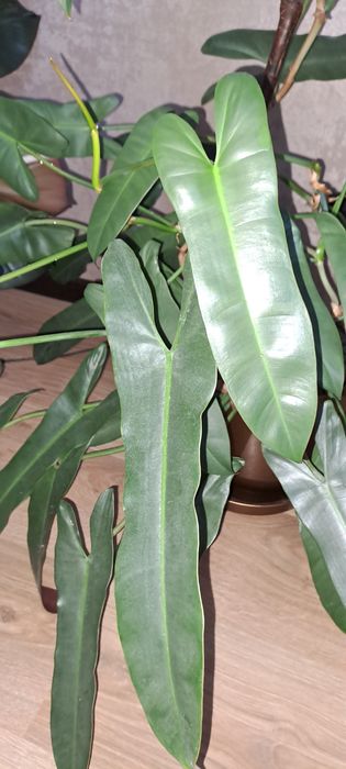 Филодендрон Санта Леопольдина