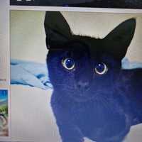 Тайская кошка черная